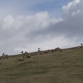 402-4307 Safari Park - On the Lookout